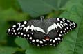 112 Afrikanischer Schwalbenschwanz - Papilio demedocus